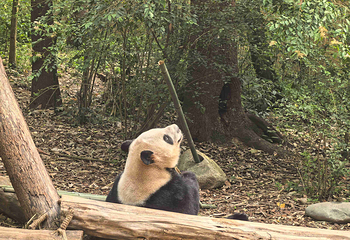 成都大熊猫繁育研究基地第 107 张图片