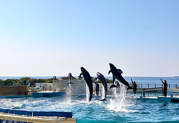 冲绳美丽海水族馆第 52 张图片