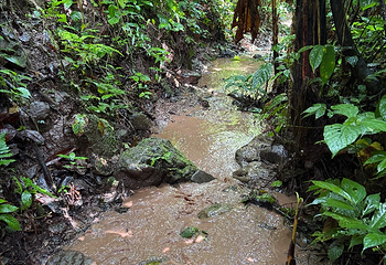基诺山雨林徒步第 32 张图片