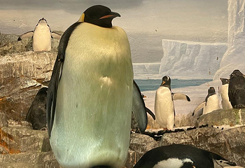 名古屋港水族馆第 30 张图片