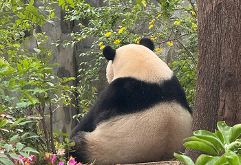 成都大熊猫繁育研究基地第 239 张图片