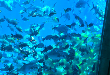 三亚亚特兰蒂斯失落的空间水族馆第 278 张图片