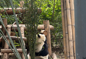 成都大熊猫繁育研究基地第 545 张图片