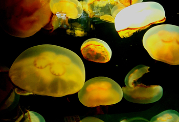 浅虫水族馆第 10 张图片