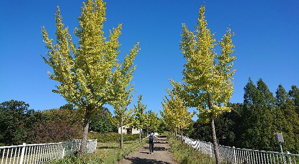 Odaka Ryokuchi Greens