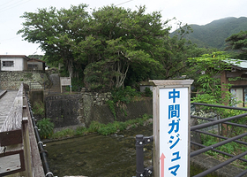 Nakama Gajumaru