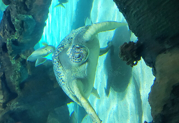 加拿大里普利水族馆第 34 张图片
