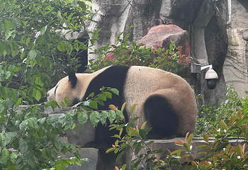 成都大熊猫繁育研究基地第 214 张图片