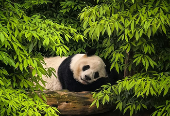 成都大熊猫繁育研究基地第 49 张图片