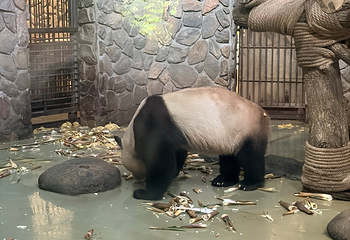 熊猫谷第 159 张图片