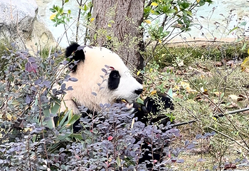 成都大熊猫繁育研究基地第 569 张图片