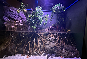 凯恩斯水族馆第 66 张图片
