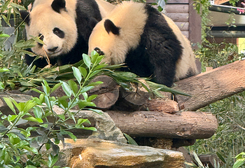 成都大熊猫繁育研究基地第 198 张图片