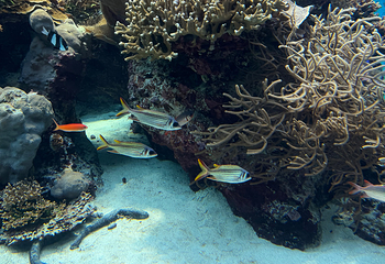 冲绳美丽海水族馆第 137 张图片