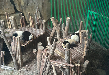 成都大熊猫繁育研究基地第 620 张图片