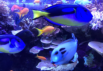 佛州水族馆第 25 张图片