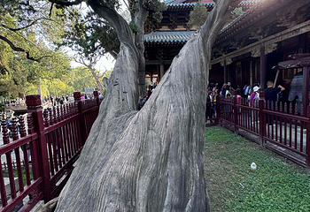 晋祠博物馆第 476 张图片