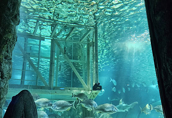 悉尼水族馆第 45 张图片