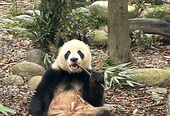 成都大熊猫繁育研究基地第 600 张图片