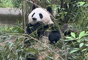 成都大熊猫繁育研究基地第 405 张图片