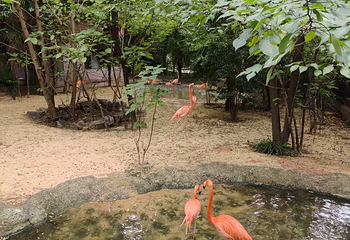 红山森林动物园第 264 张图片
