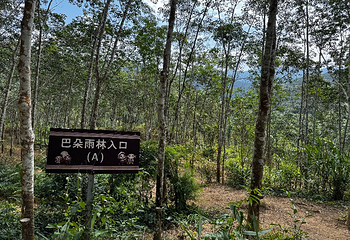 基诺山雨林徒步第 17 张图片