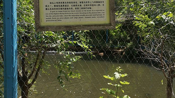 沈阳鸟岛-斑头雁