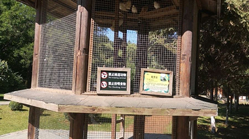 沈阳鸟岛-观赏鸽