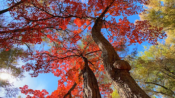 Terrenkur Pond Pavilion