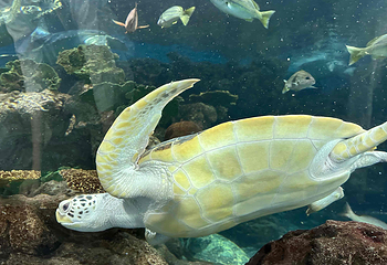 上海海洋水族馆第 114 张图片