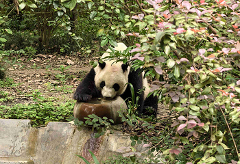 成都大熊猫繁育研究基地第 217 张图片