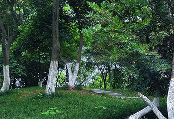 兴庆宫公园第 129 张图片