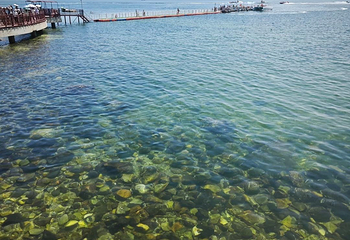 养马岛第 80 张图片