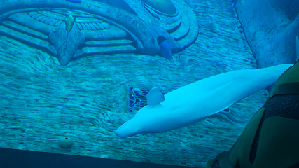 三亚亚特兰蒂斯失落的空间水族馆第 264 张图片