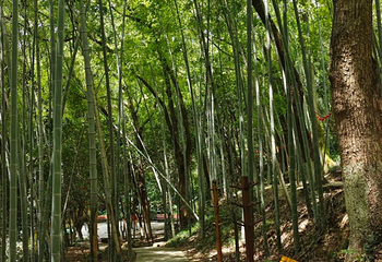 温州市景山森林公园第 7 张图片