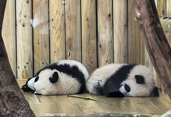 成都大熊猫繁育研究基地第 250 张图片