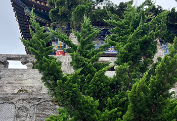 天门山国家森林公园第 529 张图片