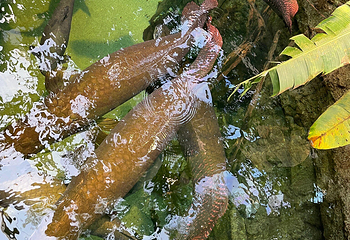 丹麦国立水族馆第 39 张图片
