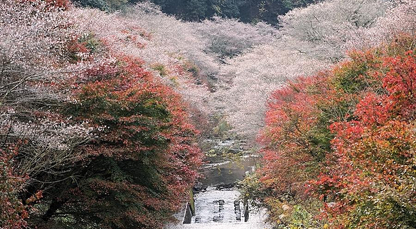 川见四季樱之乡