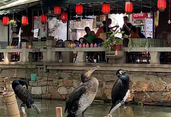 同里古镇第 221 张图片