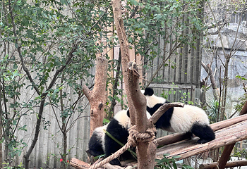成都大熊猫繁育研究基地第 135 张图片