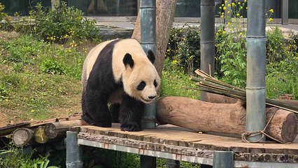 岳阳中华大熊猫苑第 11 张图片