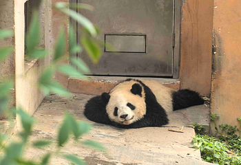 成都大熊猫繁育研究基地第 102 张图片