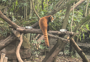 成都大熊猫繁育研究基地第 191 张图片