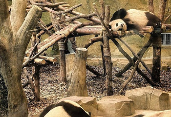 成都大熊猫繁育研究基地第 439 张图片