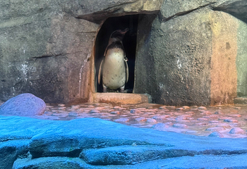 Sea Life COEX水族馆第 55 张图片