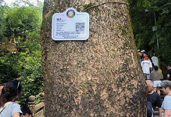 青城山第 367 张图片