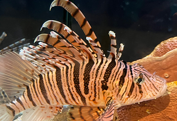 济州岛Aqua Planet水族馆第 73 张图片