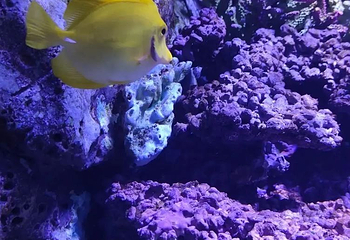 曼谷暹罗海洋世界第 161 张图片