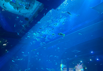DMM Kariyushi水族馆第 30 张图片